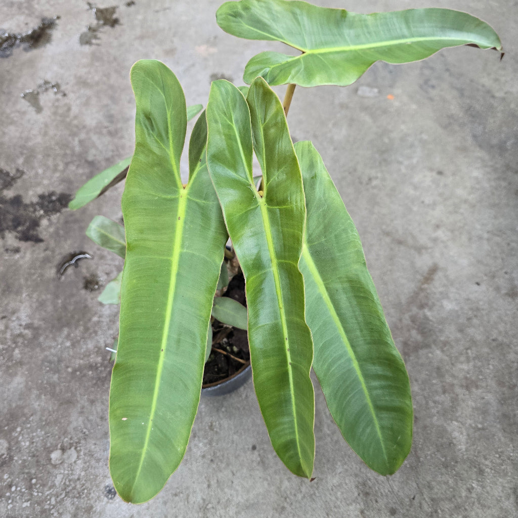 Philodendron atabapoense - 6"
