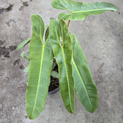 Philodendron atabapoense - 6"