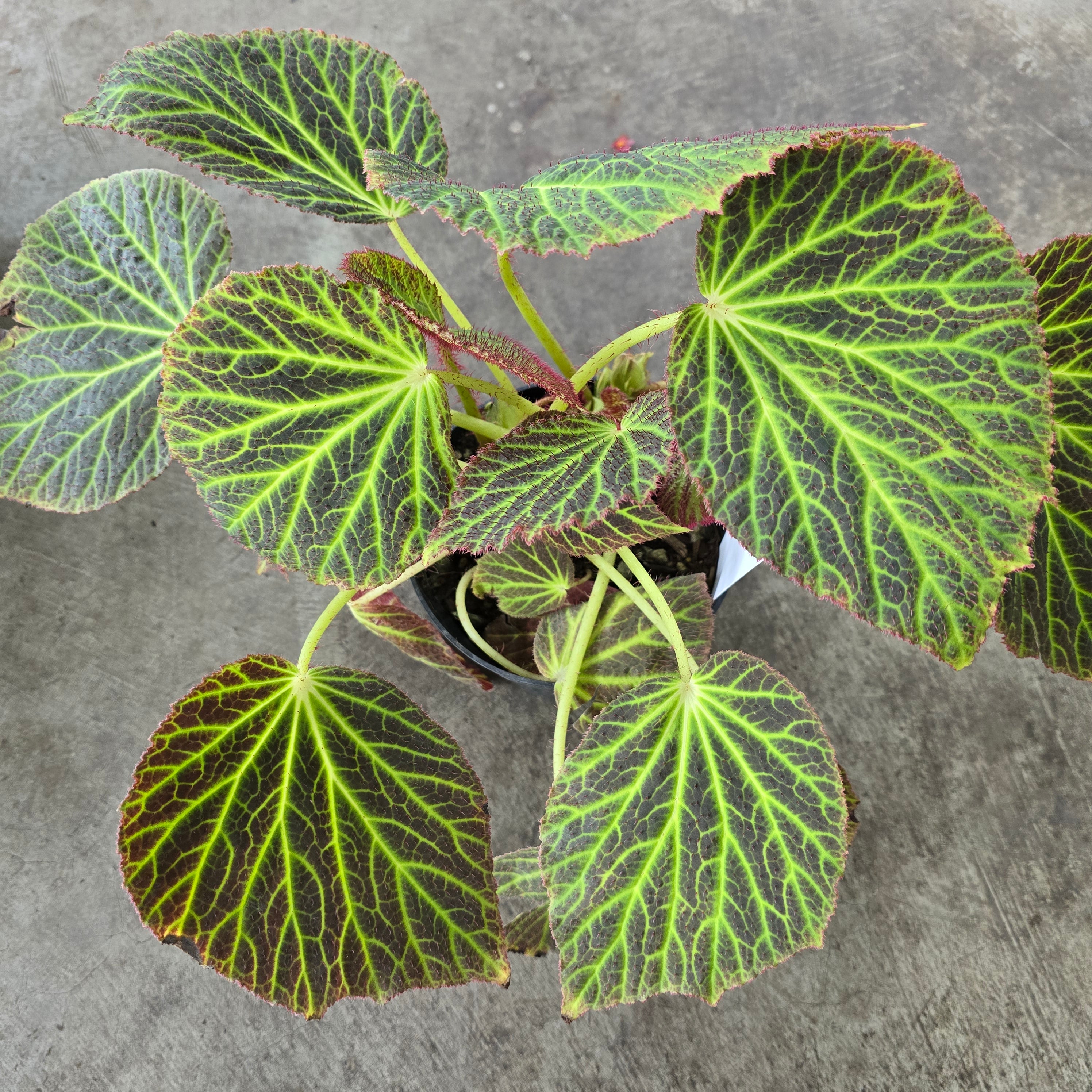 Begonia chloroneura - 6