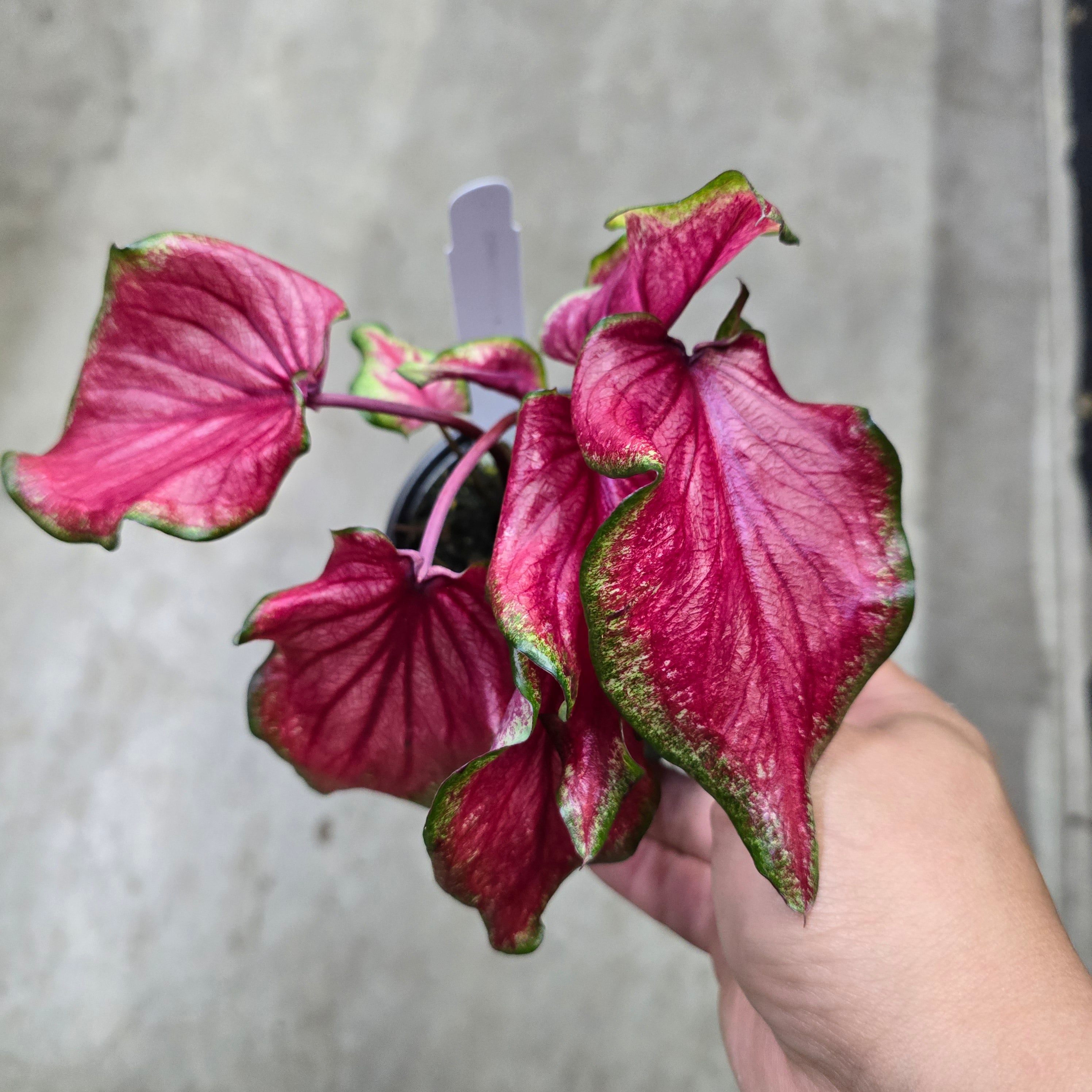 Caladium 'Flares' - 4