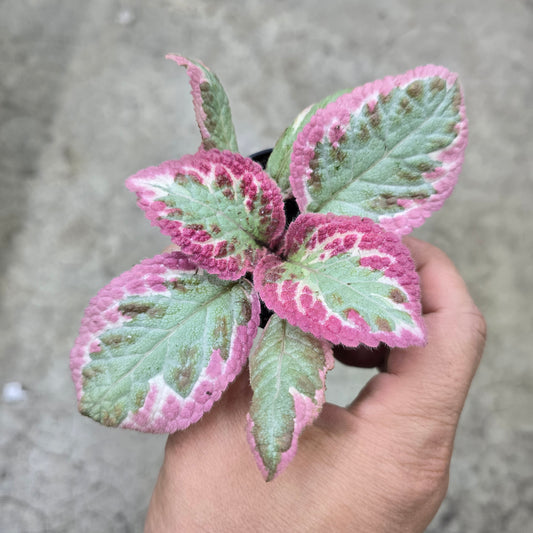 Episcia cupreata  'Cleopatra' - 2"