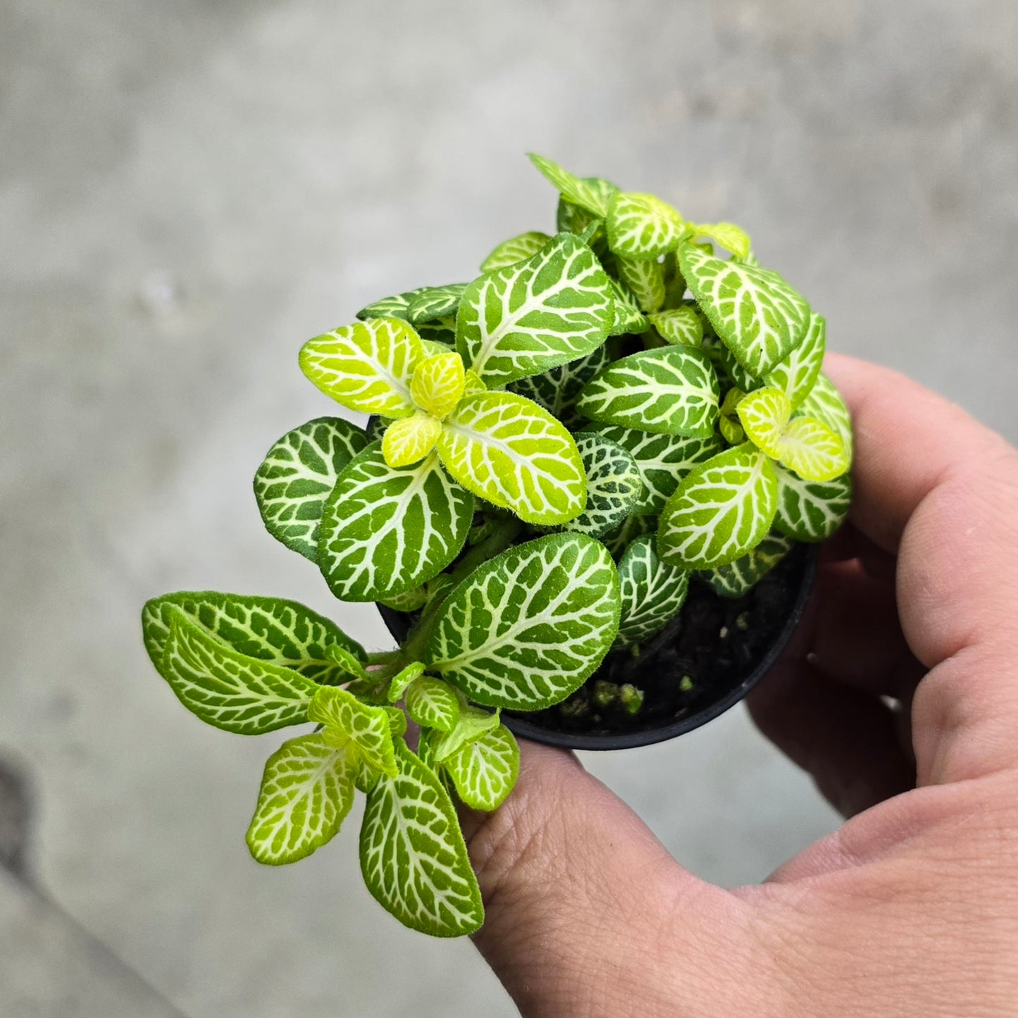 Fittonia 'Joly Lemon' - 3"