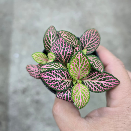Fittonia 'Mistral' - 3"