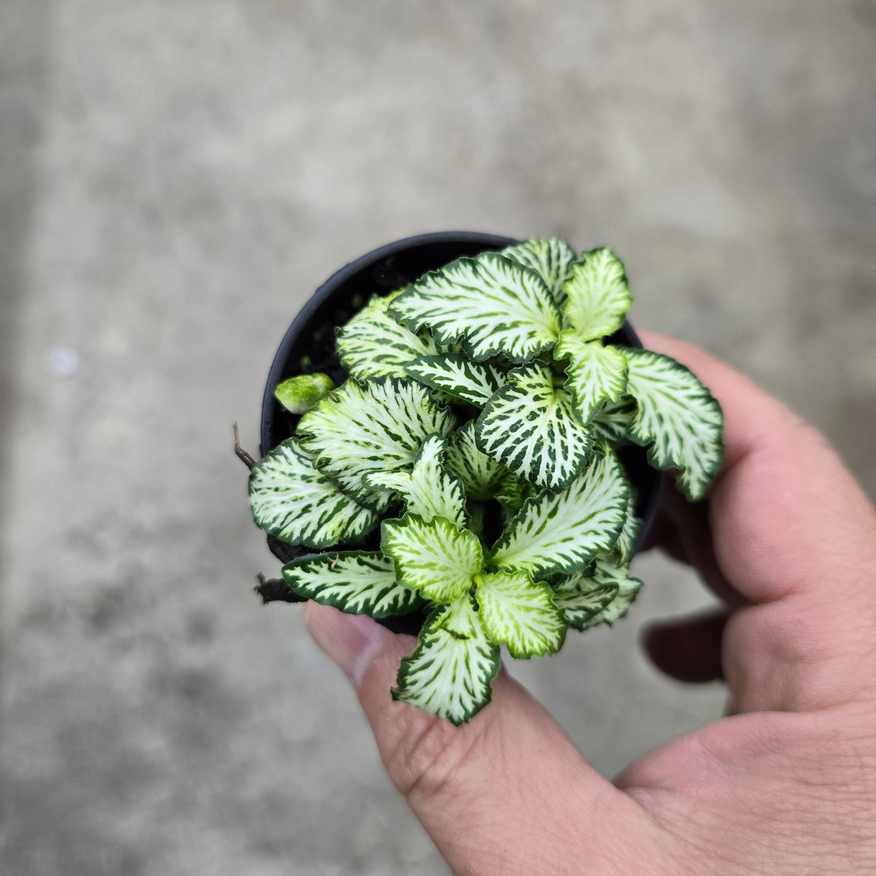 Fittonia 'White Tiger' - 2