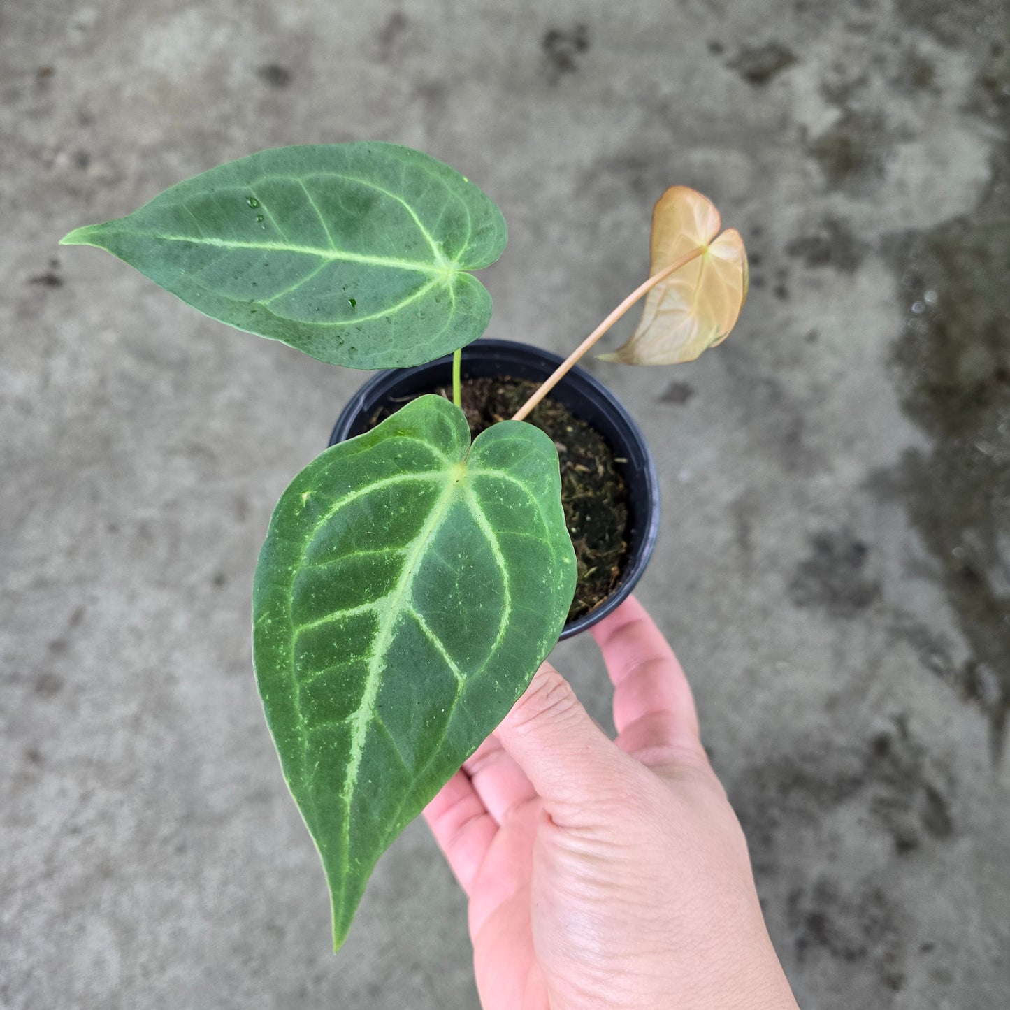 Anthurium magnificum - 8" (NO SHIPPING)