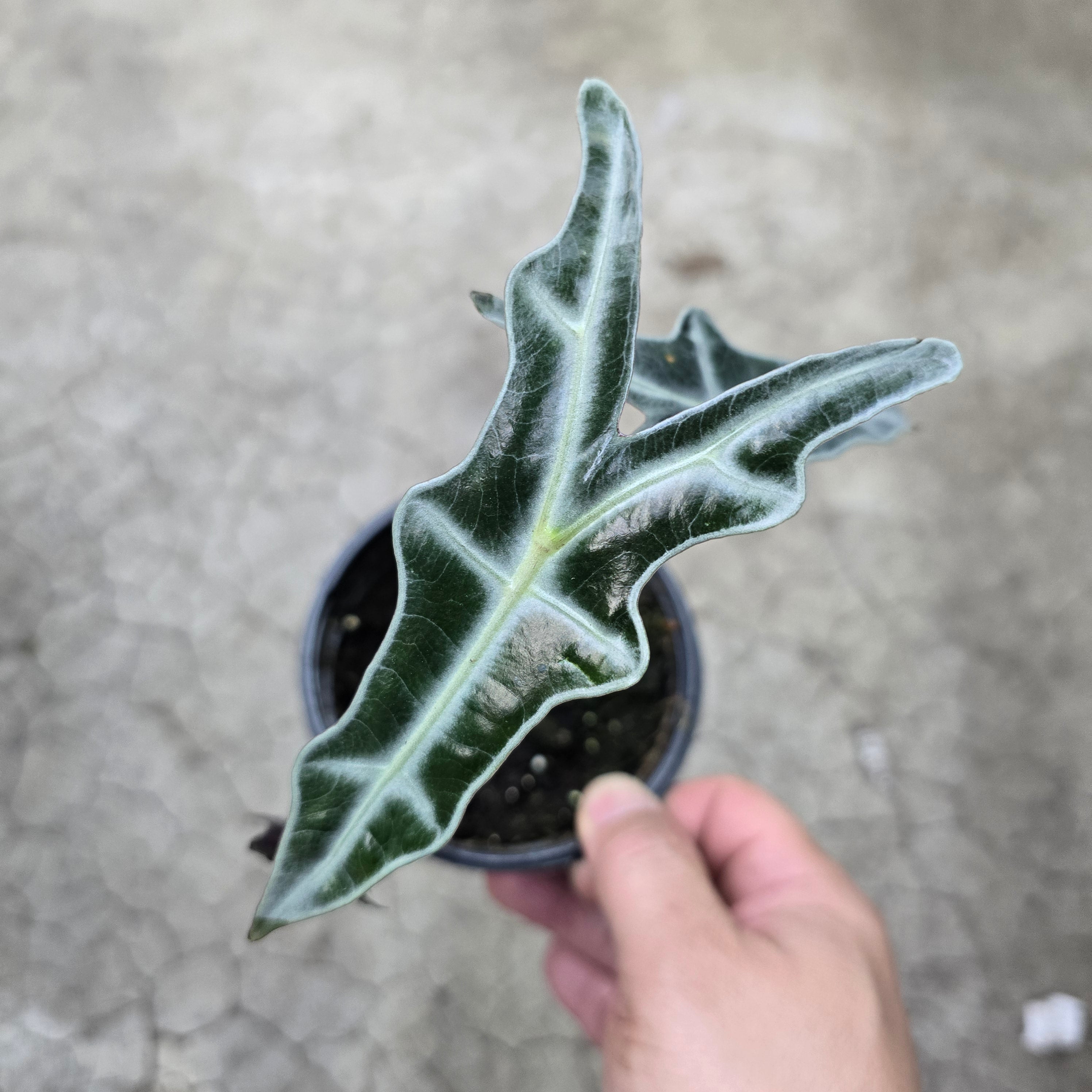 Alocasia nobilis - 4