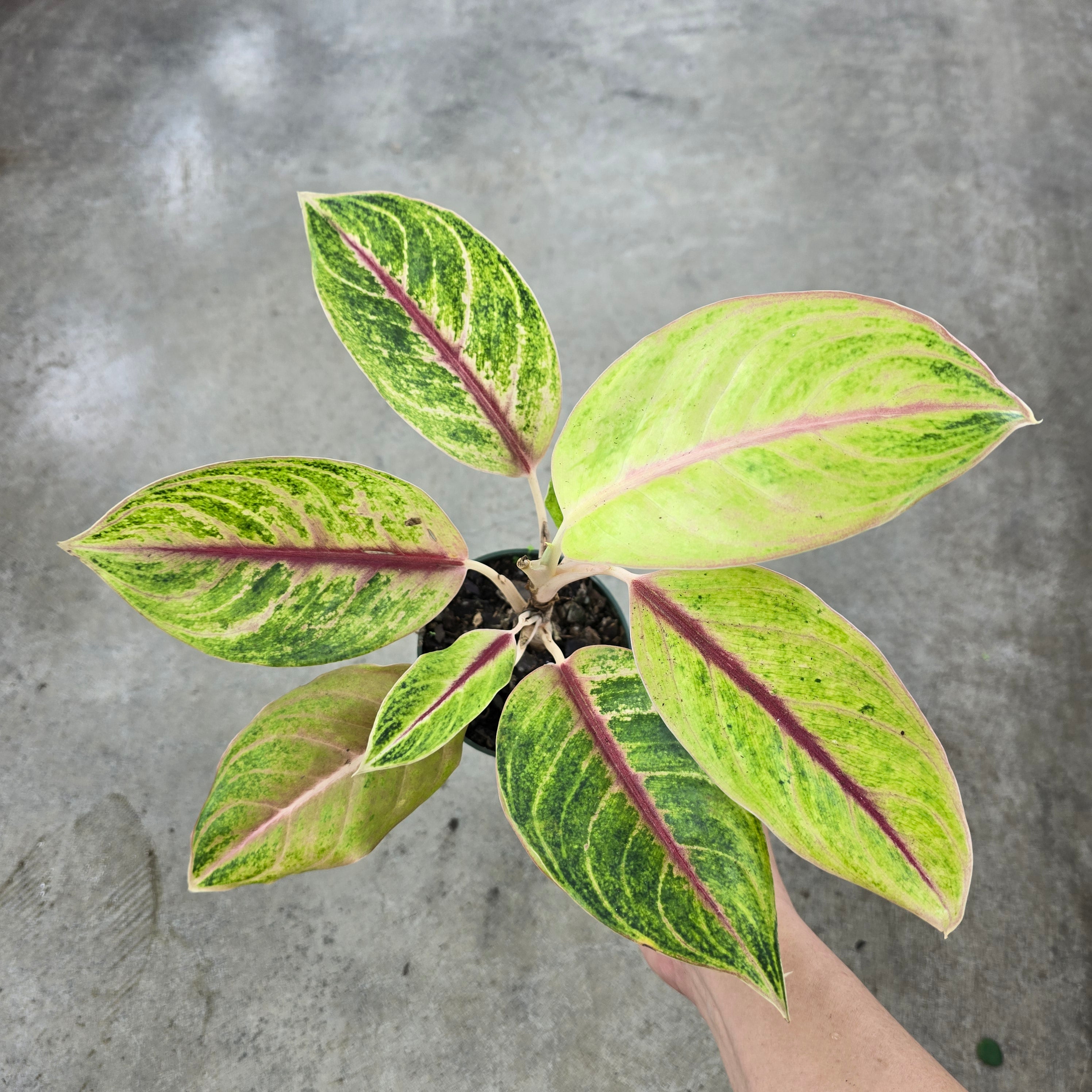 Aglaonema 'Golden Fluorite' - 4