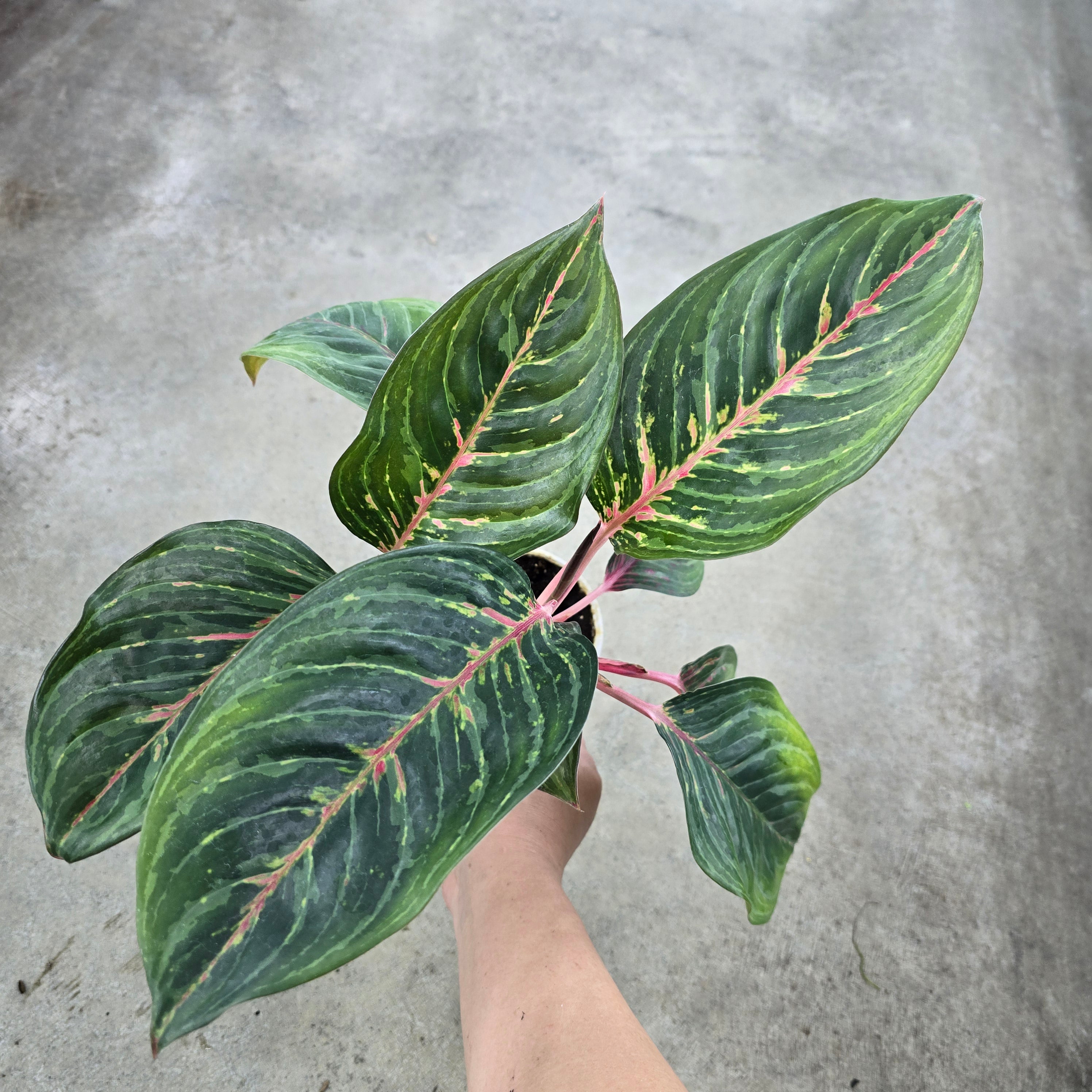 Aglaonema 'Garnet Coltrane' - 4