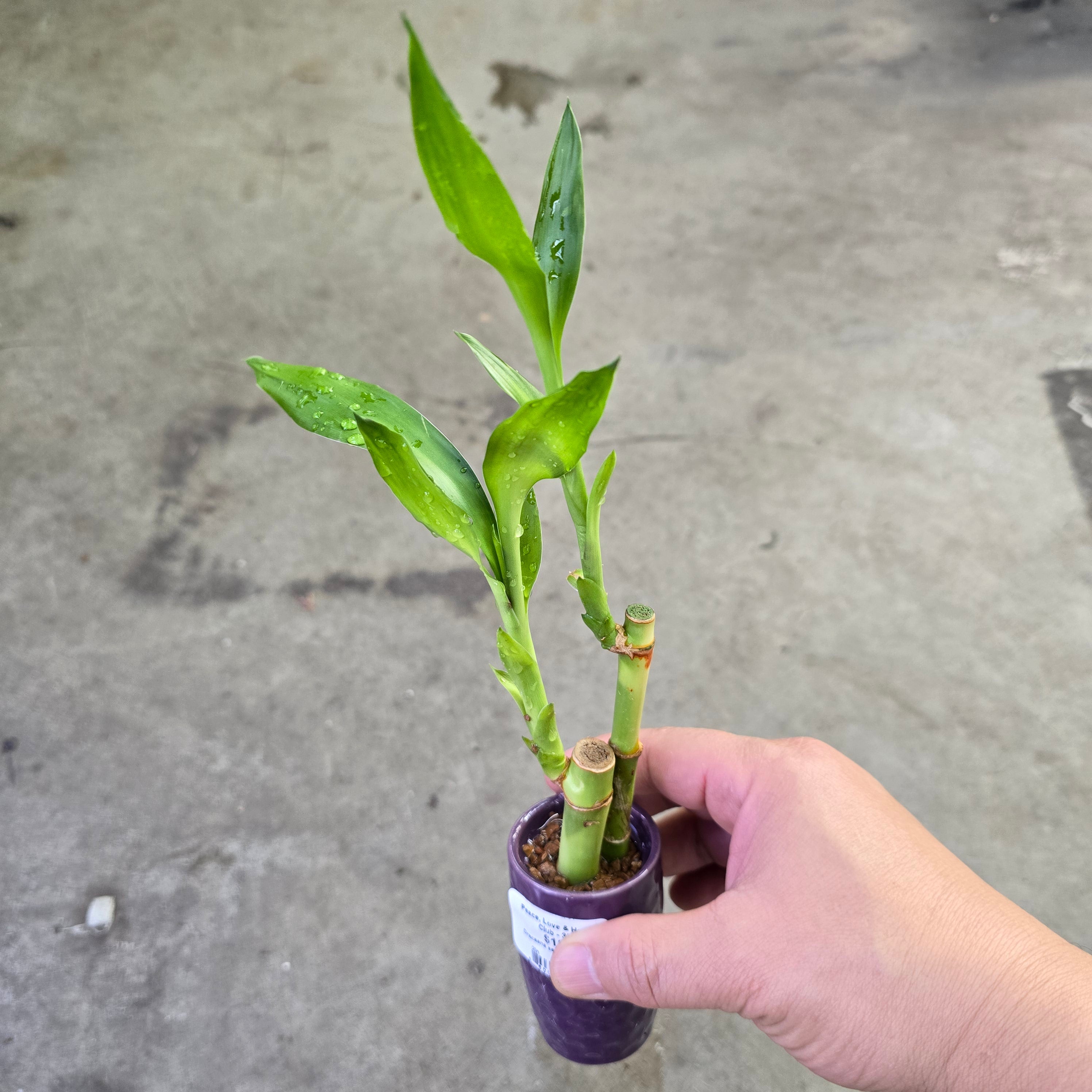 Dracaena sanderiana - ceramic pot (2