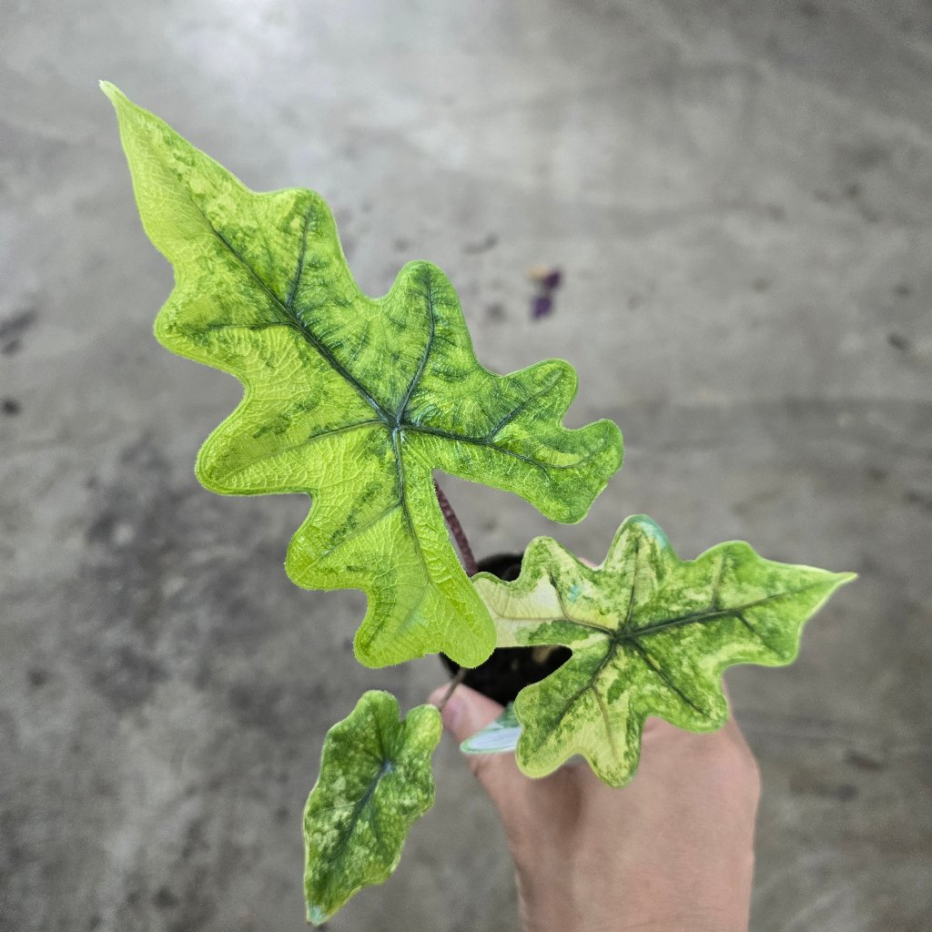 Alocasia sulawesi 'Jacklyn  Variegata' -  2