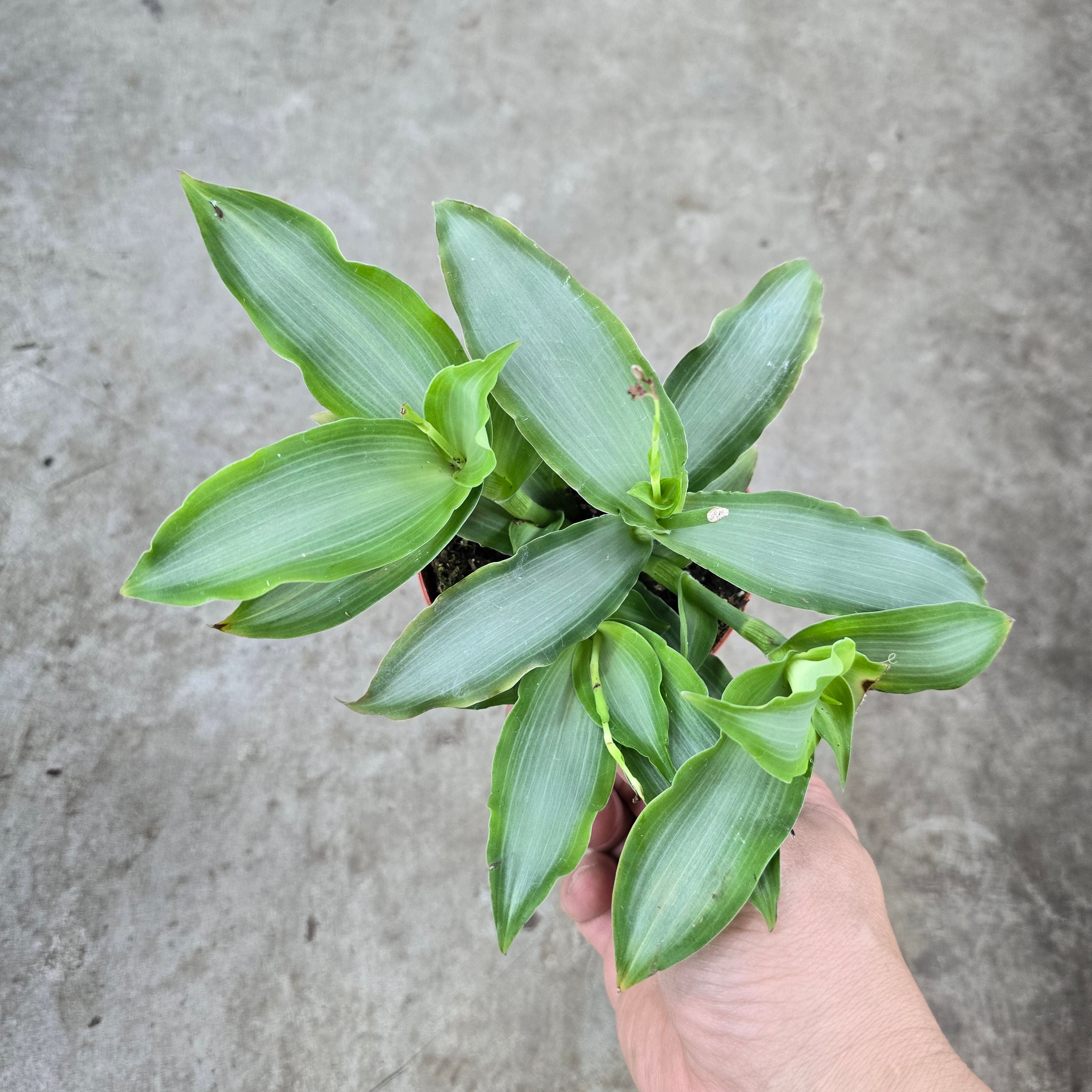 HANGING / TRAILING PLANTS