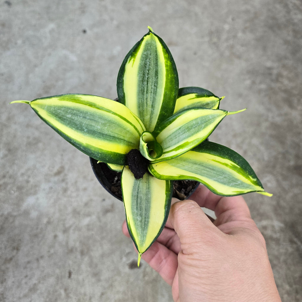 Sansevieria hahnii 'Gold  Star' - 4"