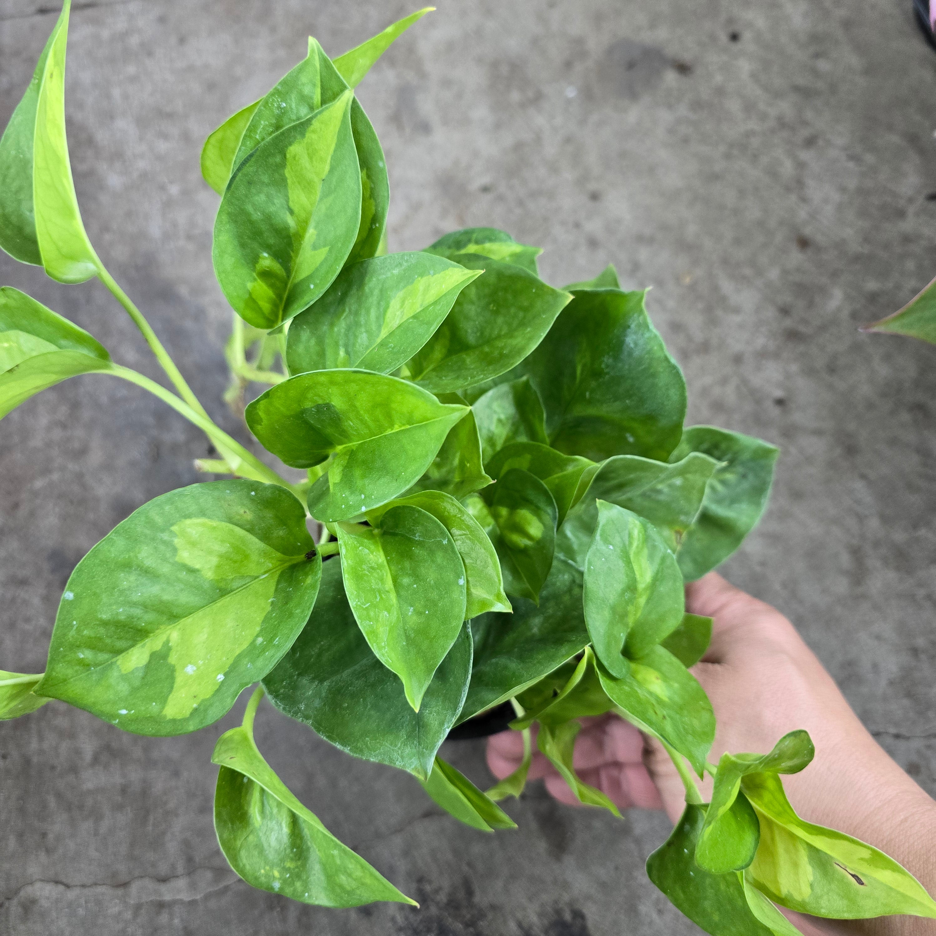 Epipremnum aureum 'Global  Green' - 4