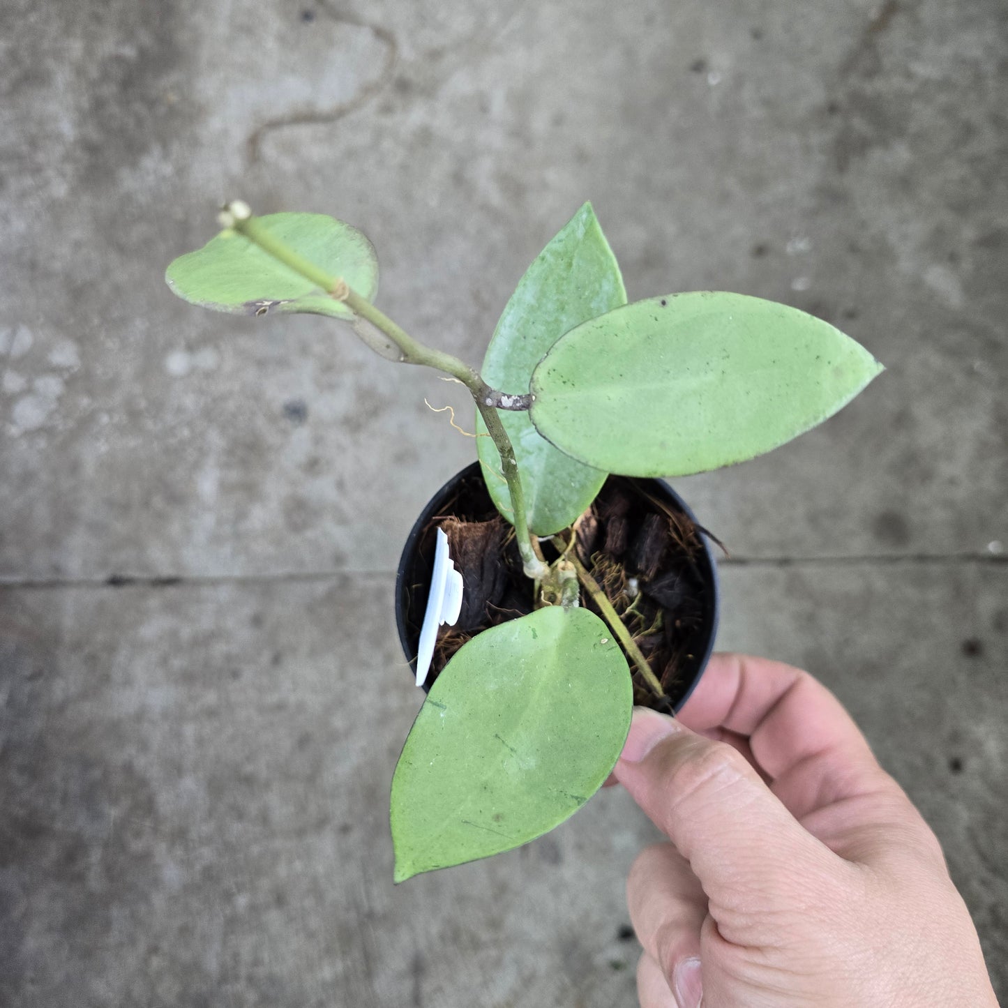 Hoya 'Silver Dollar' - 4"