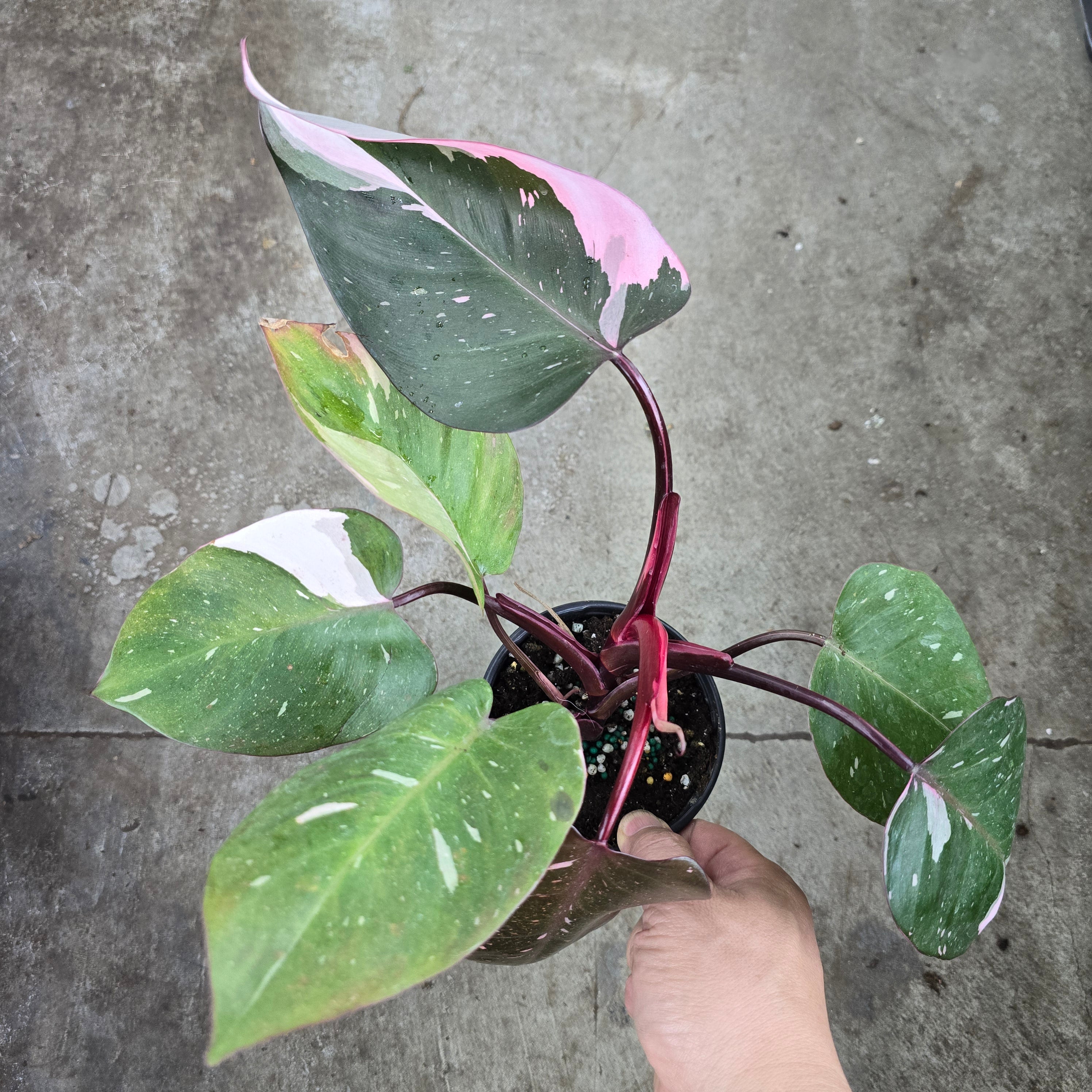 Philodendron 'Red Anderson' -4