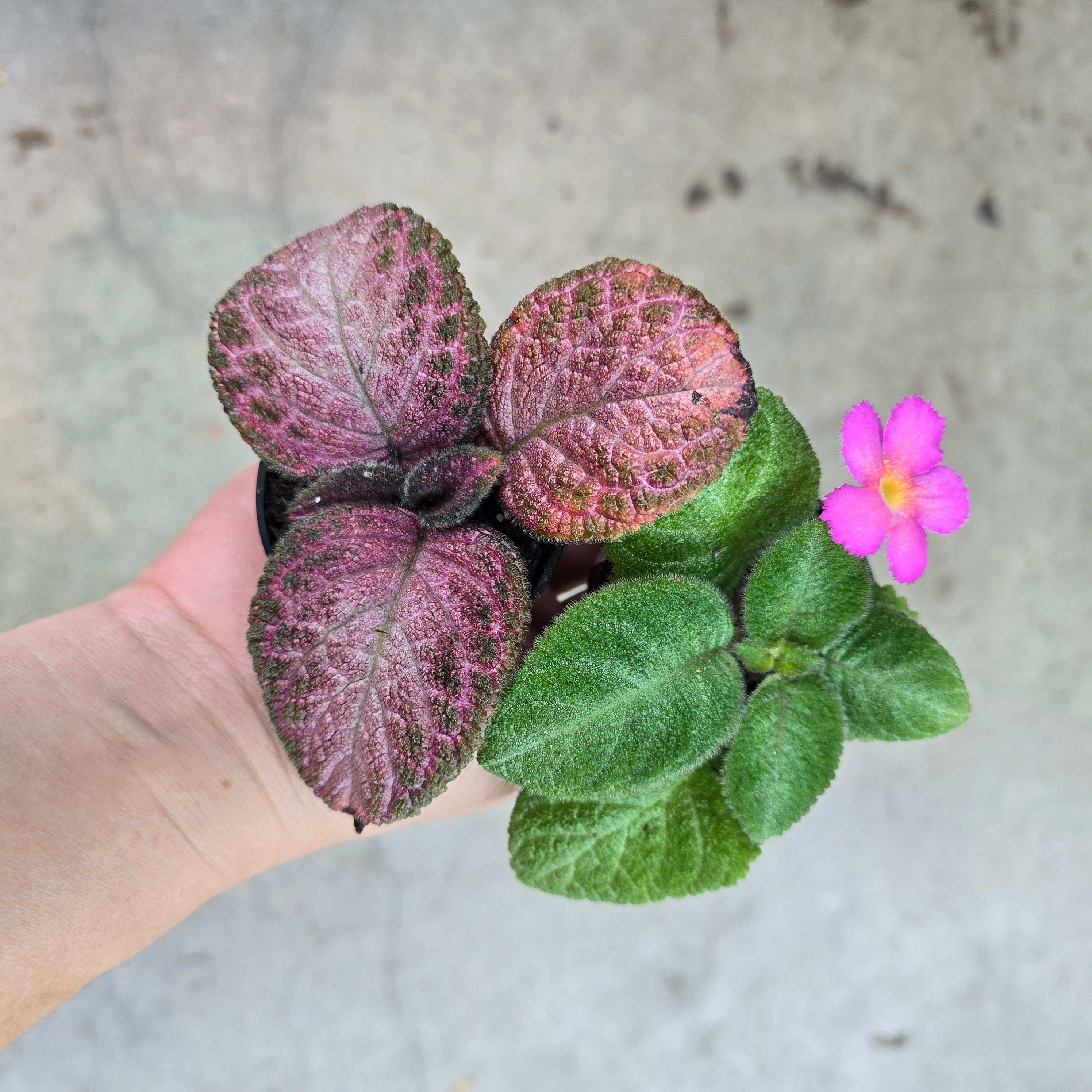 Episcia assorted - 2