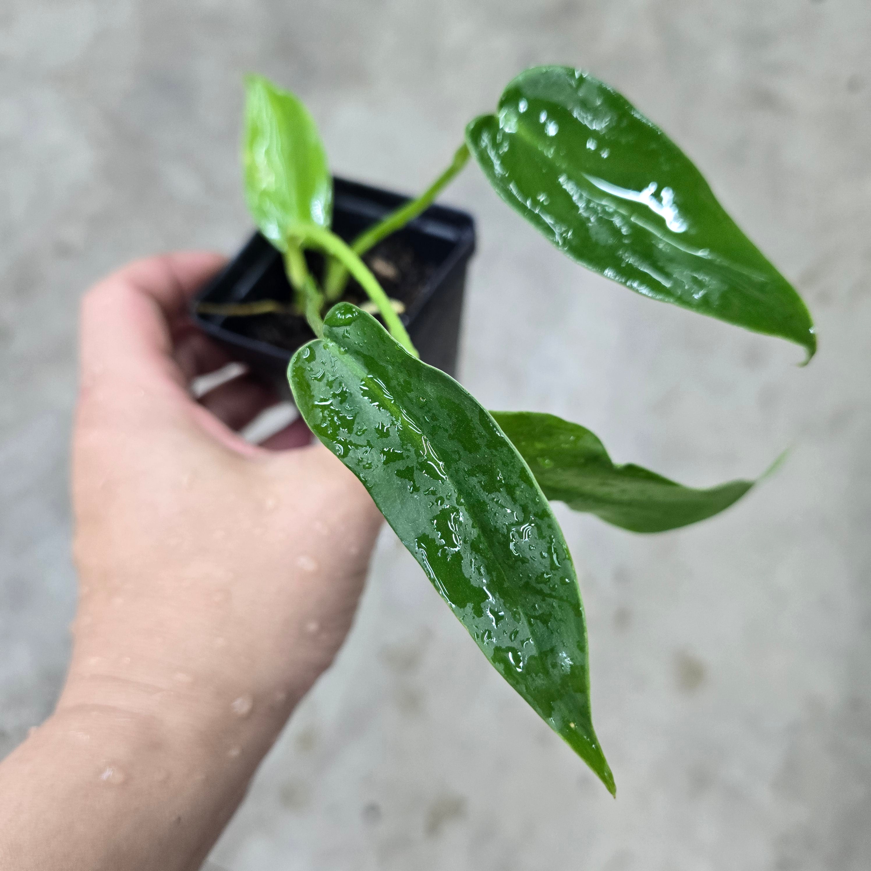 Philodendron 'Golden Dragon' - 2