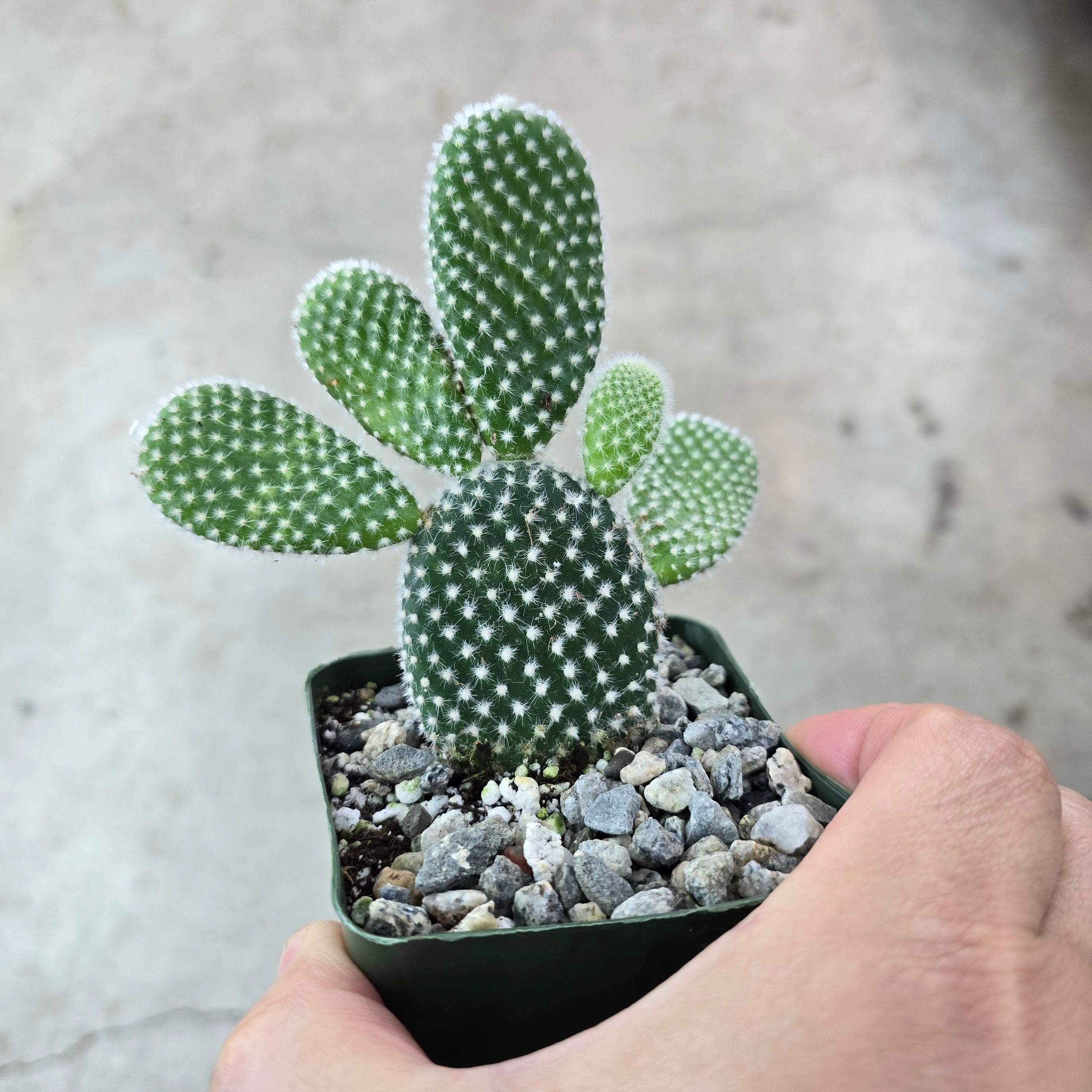 Opuntia microdasys - 4