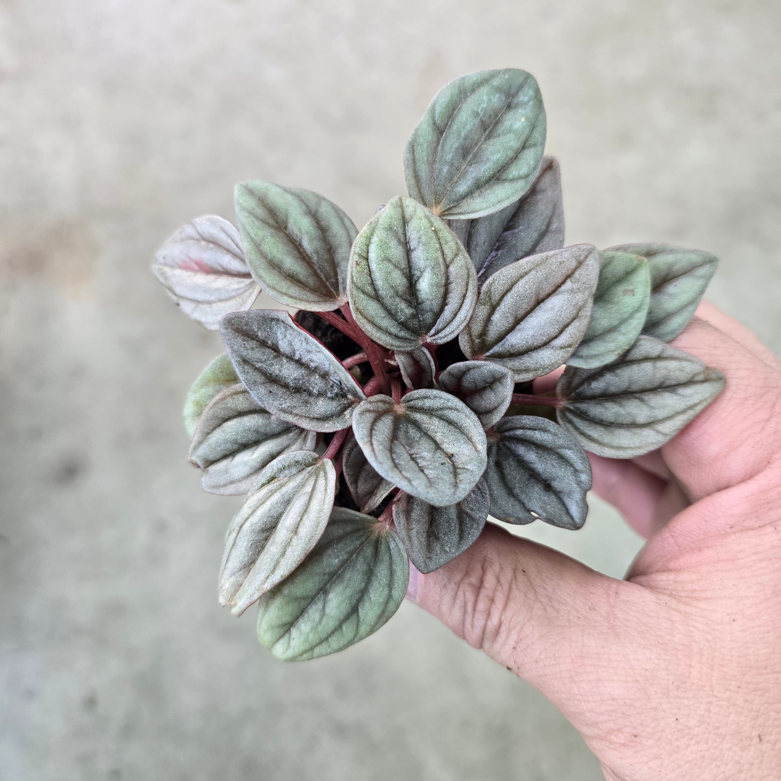 Peperomia caperata 'Mendoza' - 2