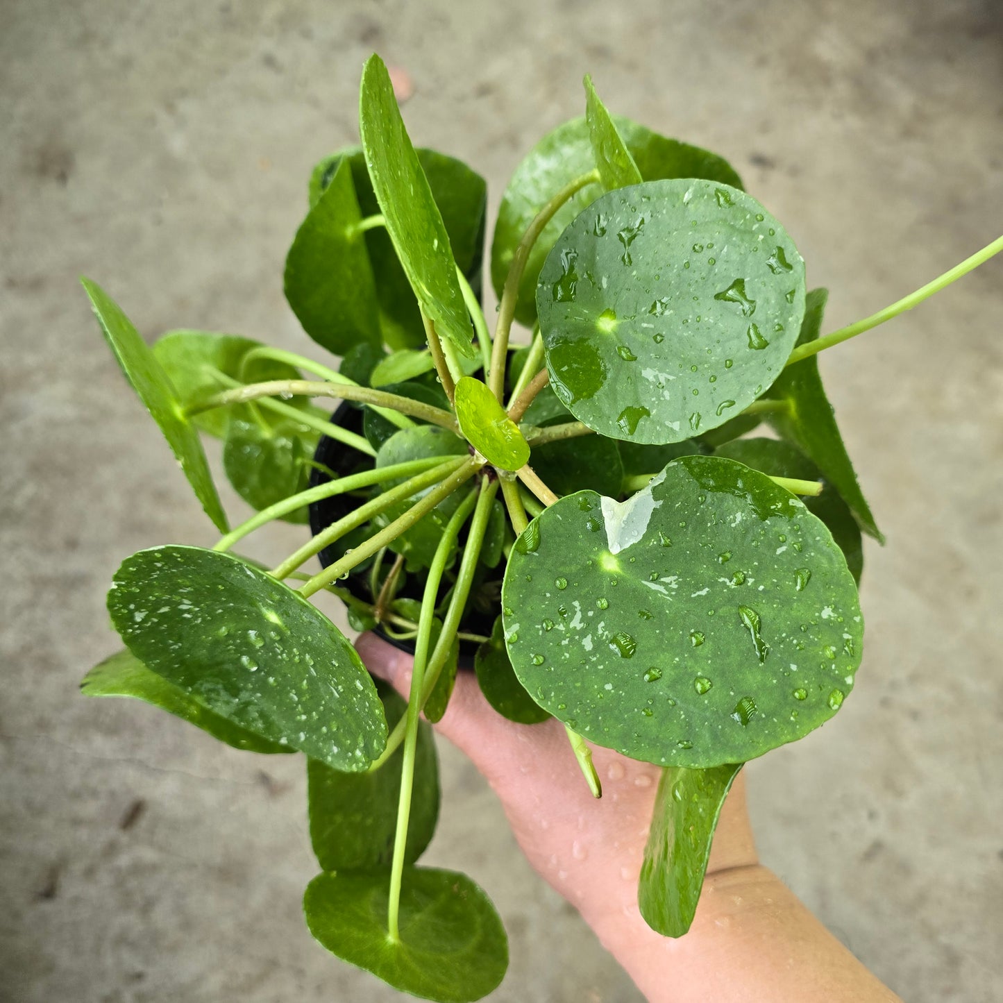 Pilea peperomioides 'white splash' - 4"