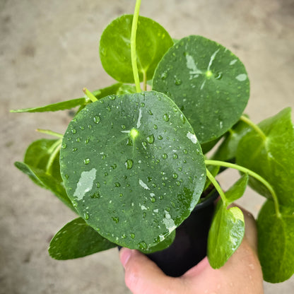 Pilea peperomioides 'white splash' - 4"
