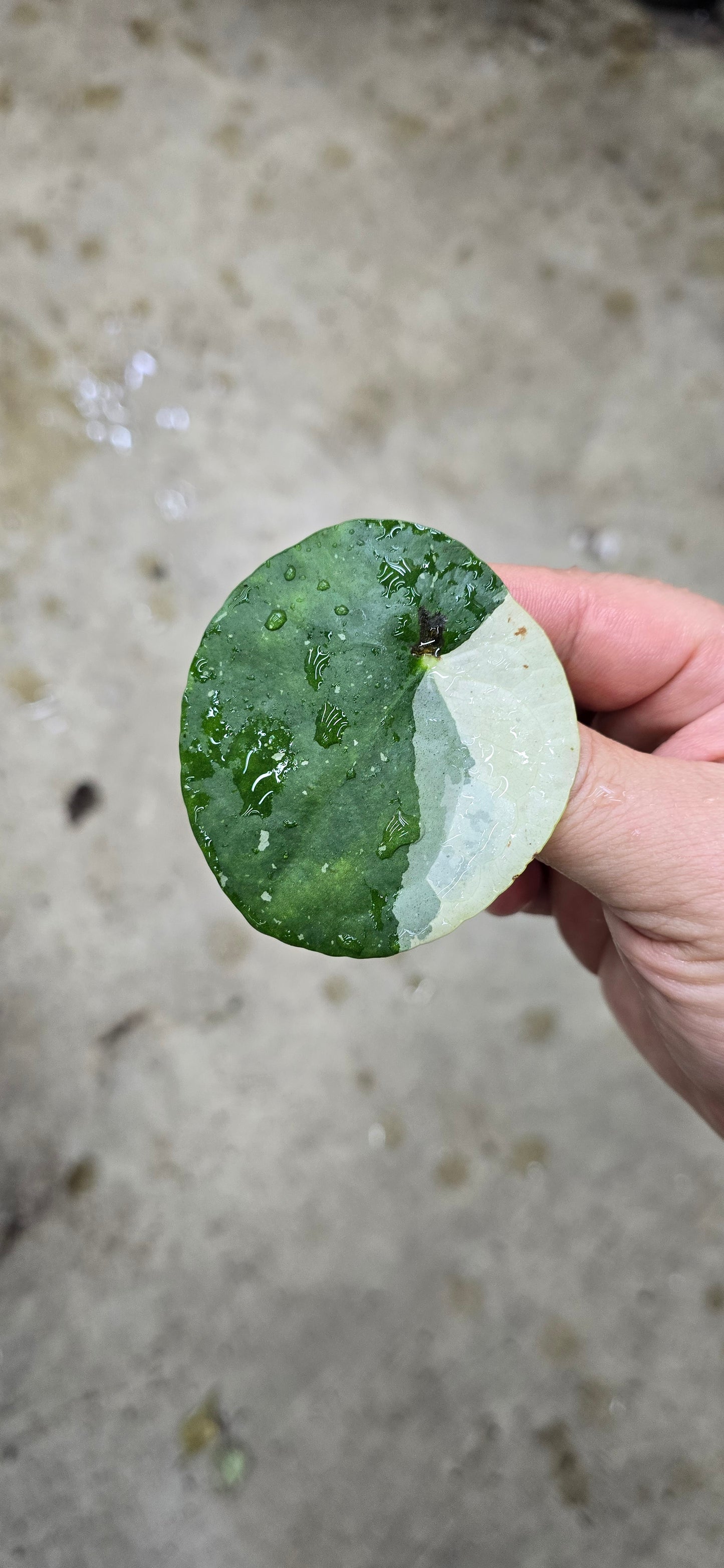 Pilea peperomioides 'white splash' - 4"