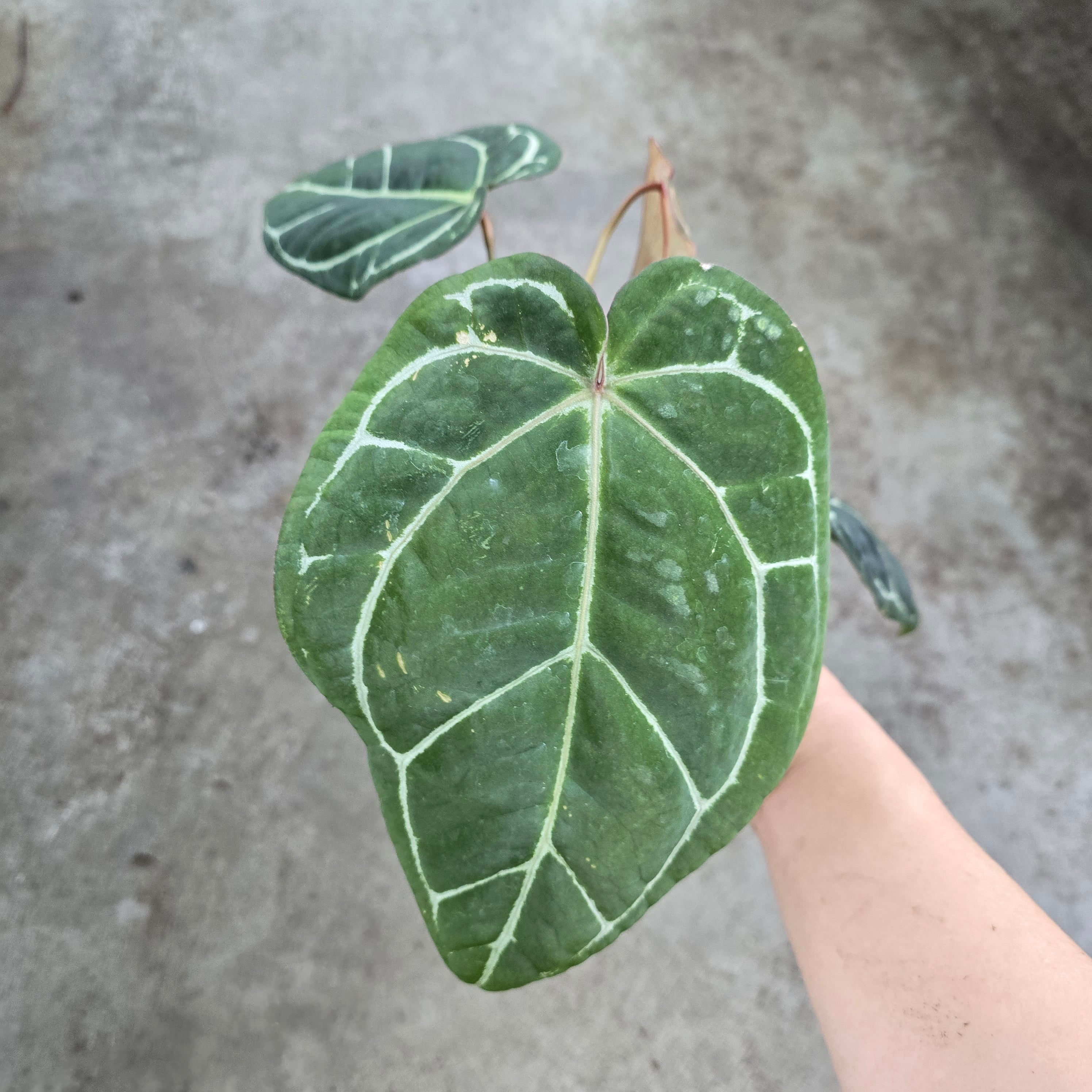 Anthurium hybrid 'Doc Block' - 5