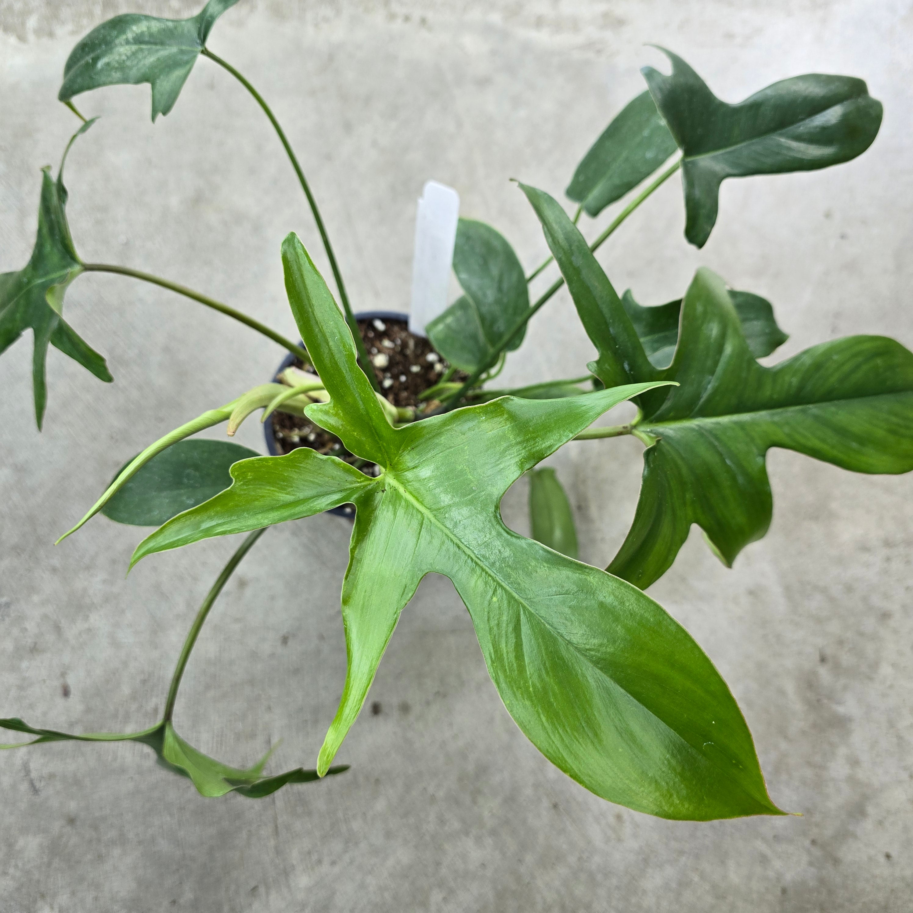 Philodendron 'Glad Hands' - 4.5