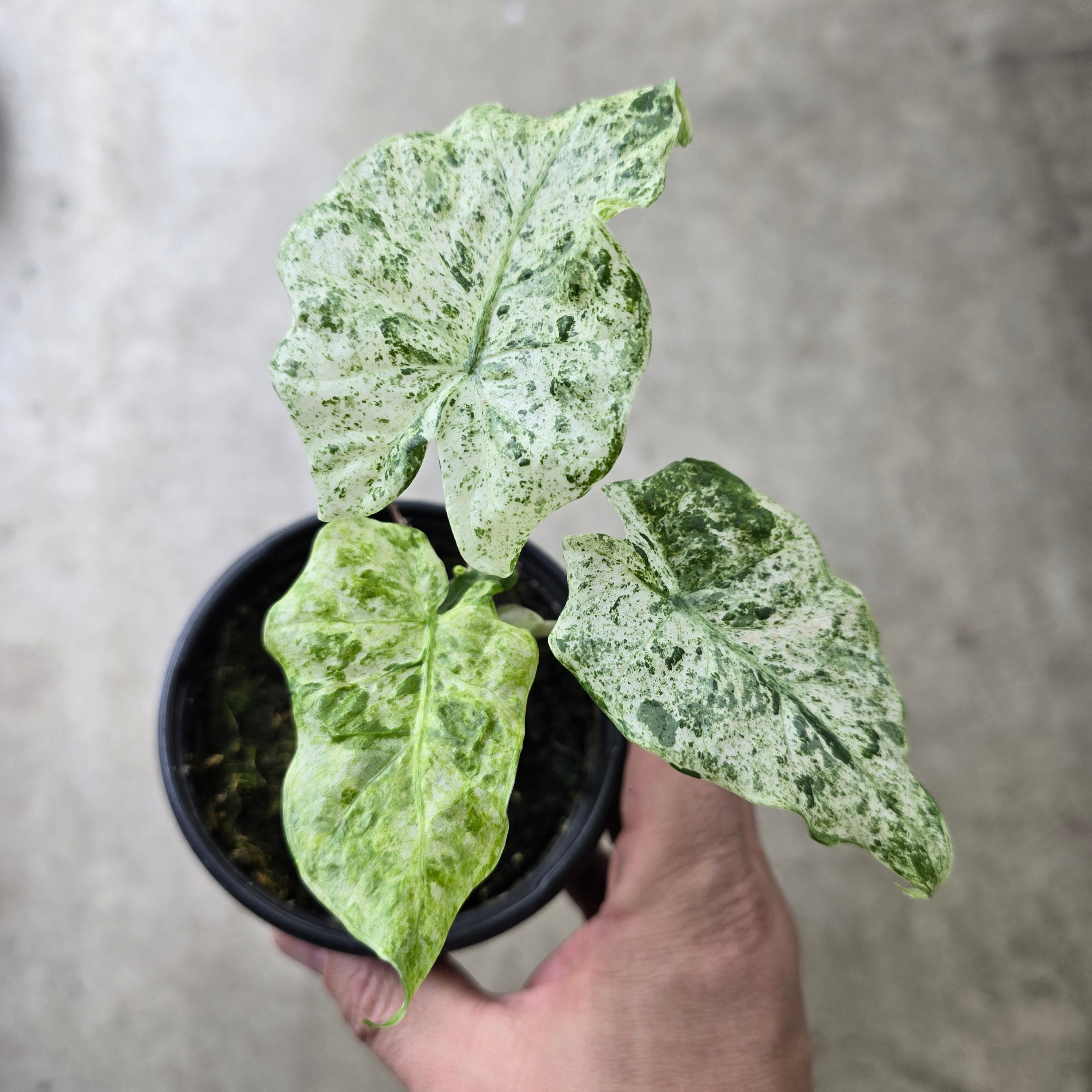 Alocasia odora 'Batik' - 4