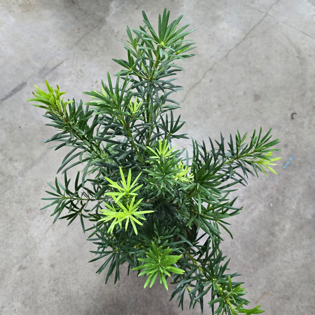 Podocarpus macrophyllus  'Maki' - 14"