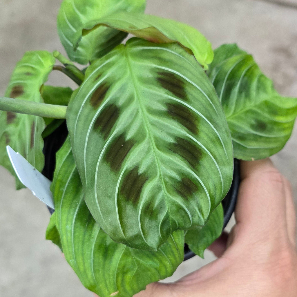 Maranta leuconeura 'massangeana' - 4"