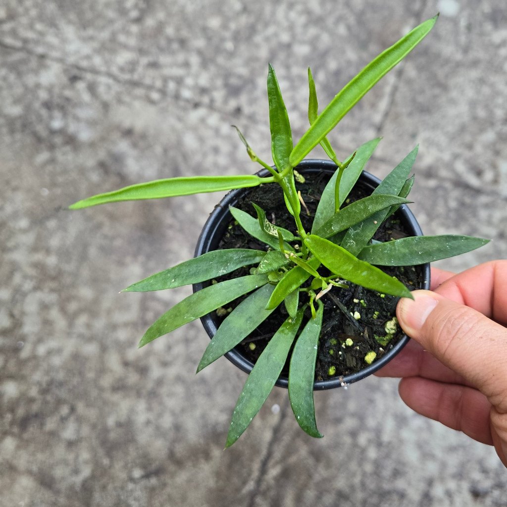 Hoya longifolia - 4