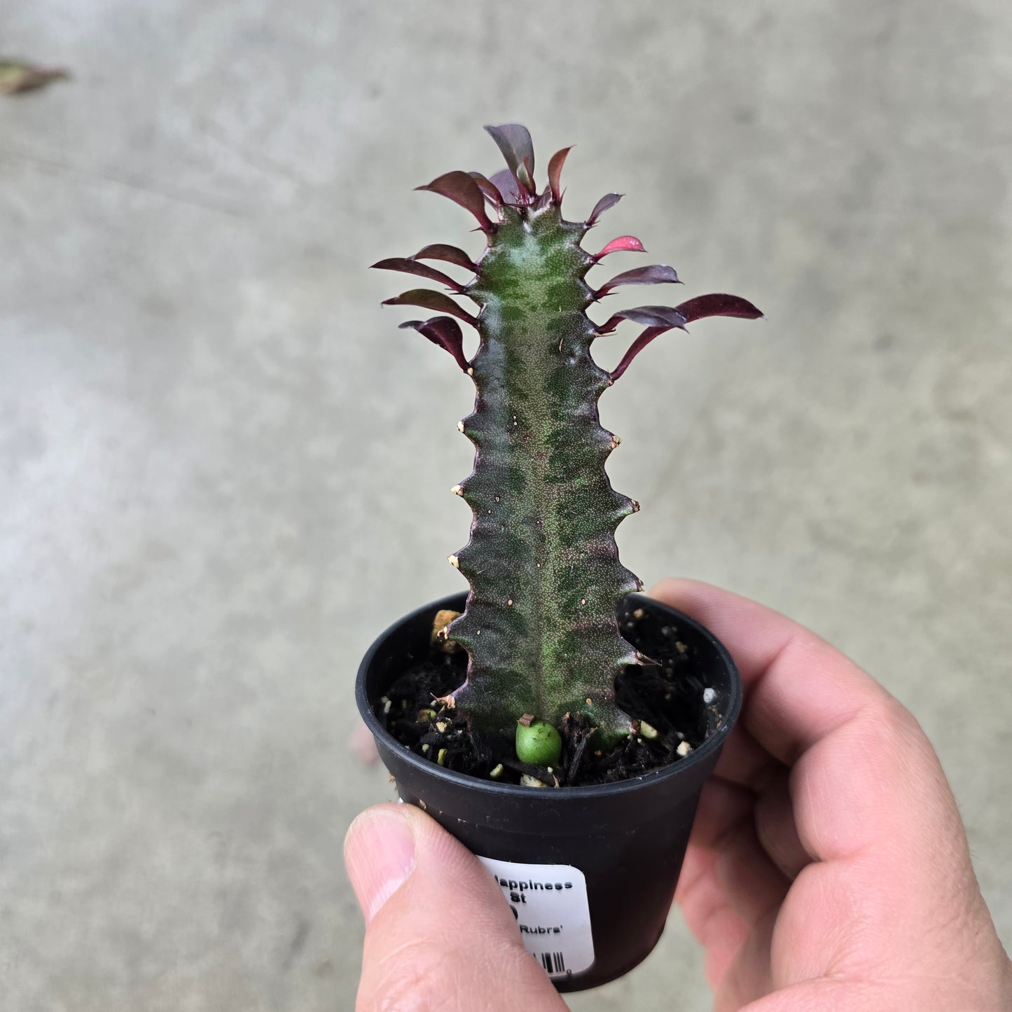 Euphorbia trigona 'Rubra' - 2"