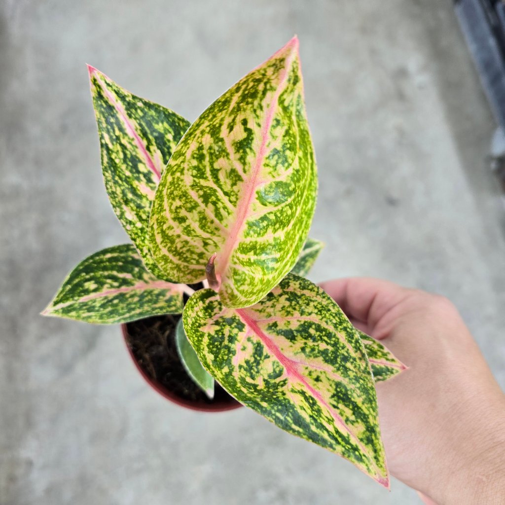 Aglaonema 'Golden Powder' - 4