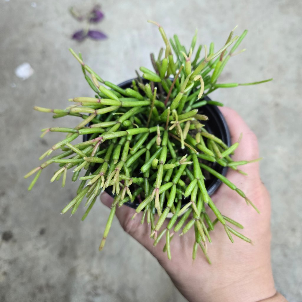 Rhipsalis assorted - 4