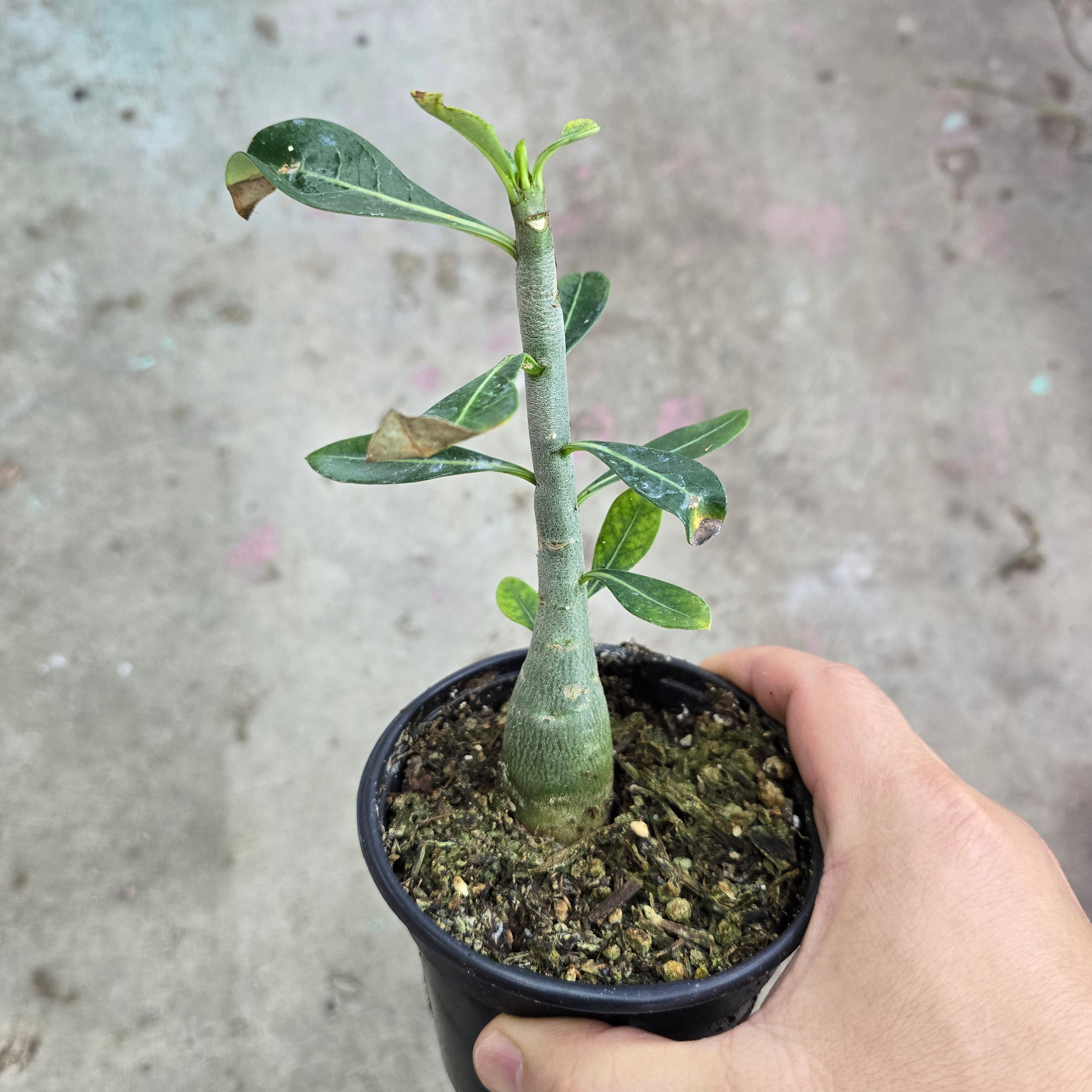 Adenium obesum - 4