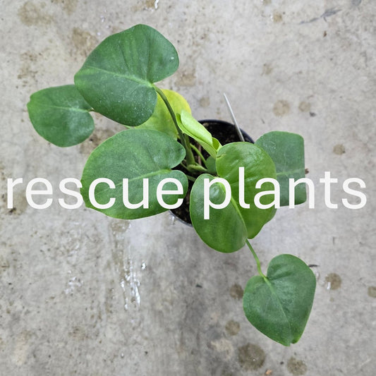 Monstera deliciosa - 6" (rescue)