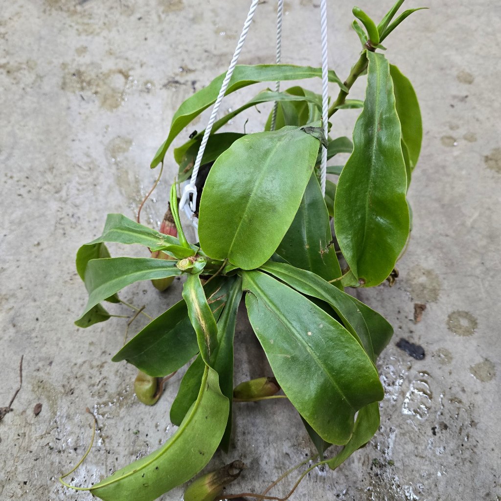 Nepenthes alata - HB 6