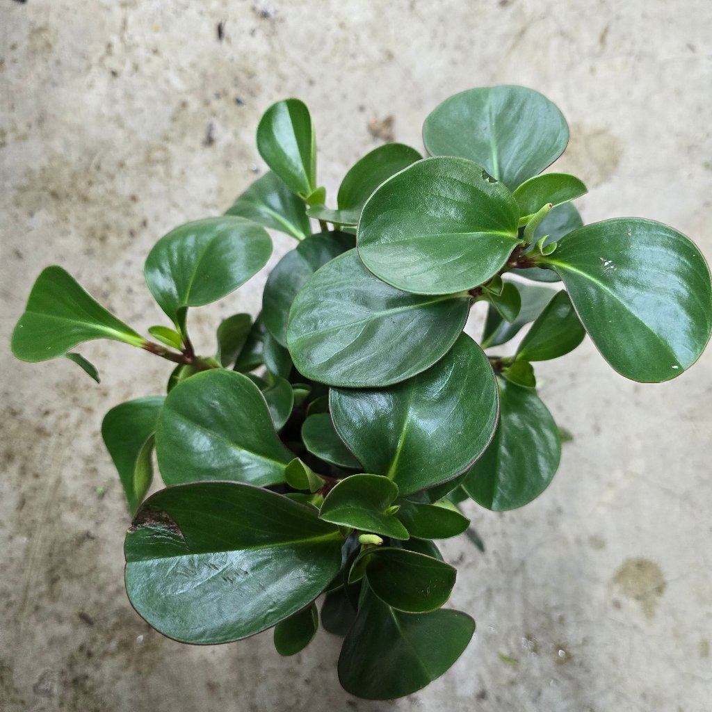 Peperomia obtusifolia 'Obtipan Green' - 4