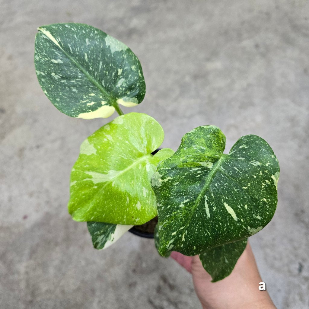 Monstera 'Thai Constellation' Mutant - 4