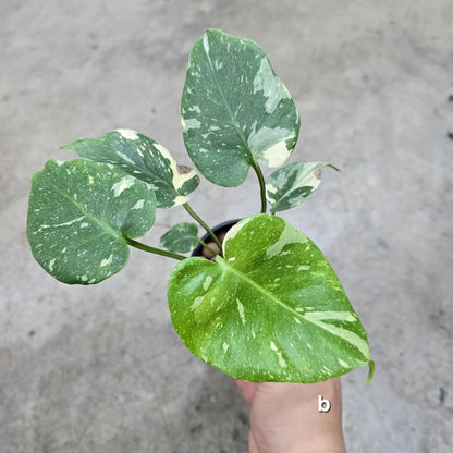 Monstera 'Thai Constellation' Mutant - 4"