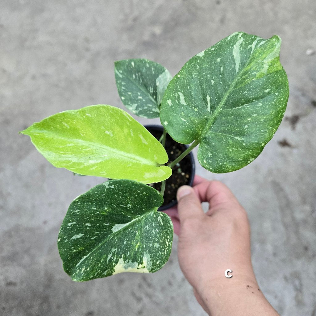 Monstera 'Thai Constellation' Mutant - 4