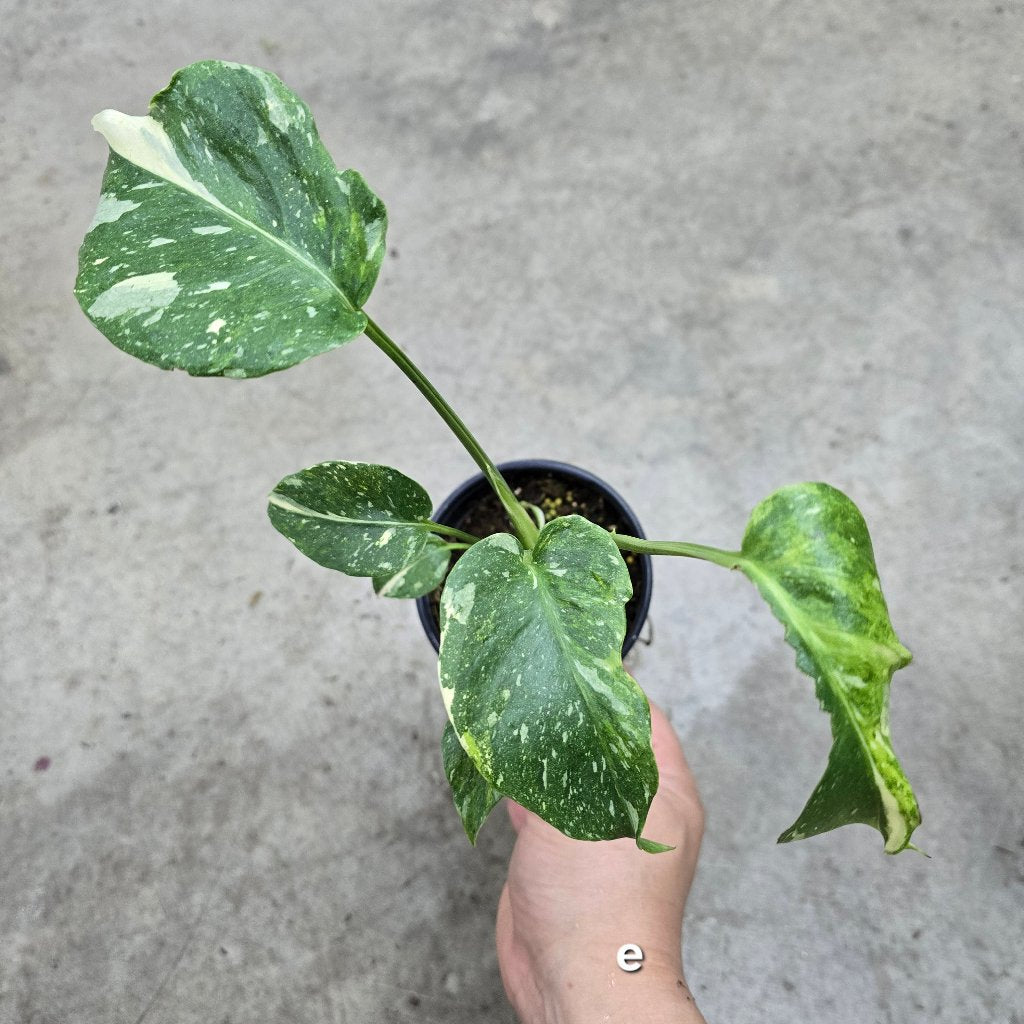 Monstera 'Thai Constellation' Mutant - 4