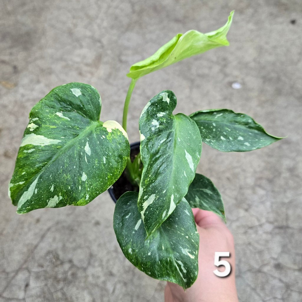 Monstera 'Thai Constellatio' Miracle Tricolor - 4