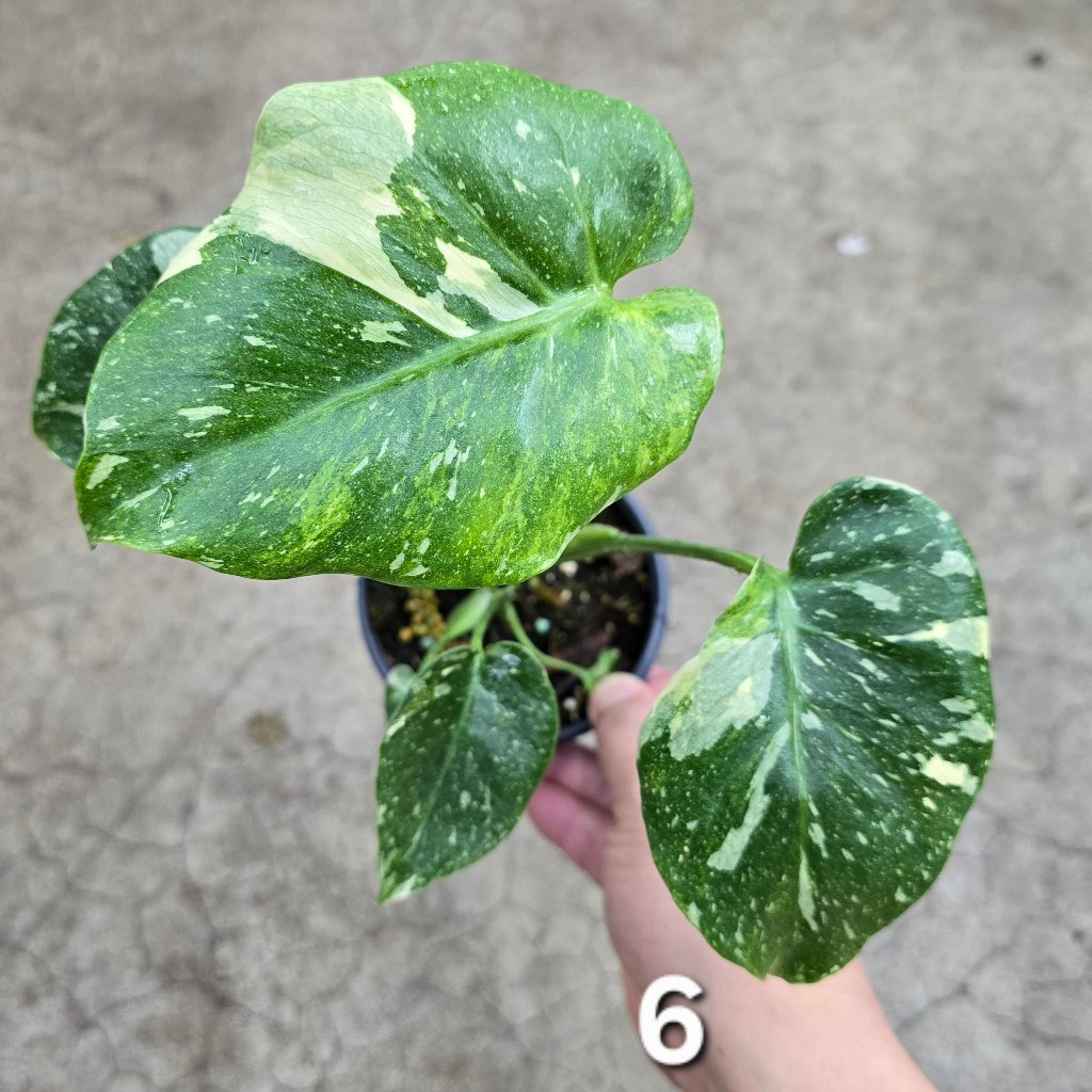 Monstera 'Thai Constellatio' Miracle Tricolor - 4