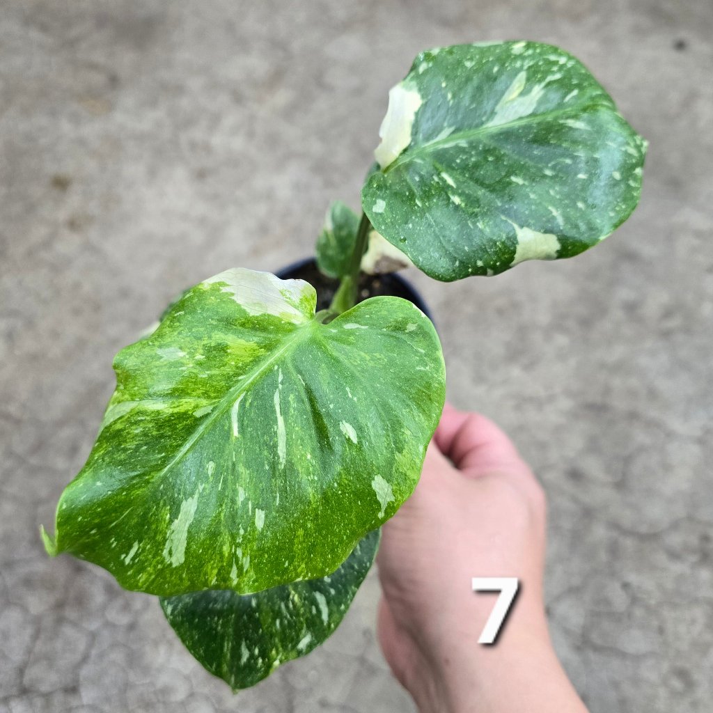 Monstera 'Thai Constellatio' Miracle Tricolor - 4