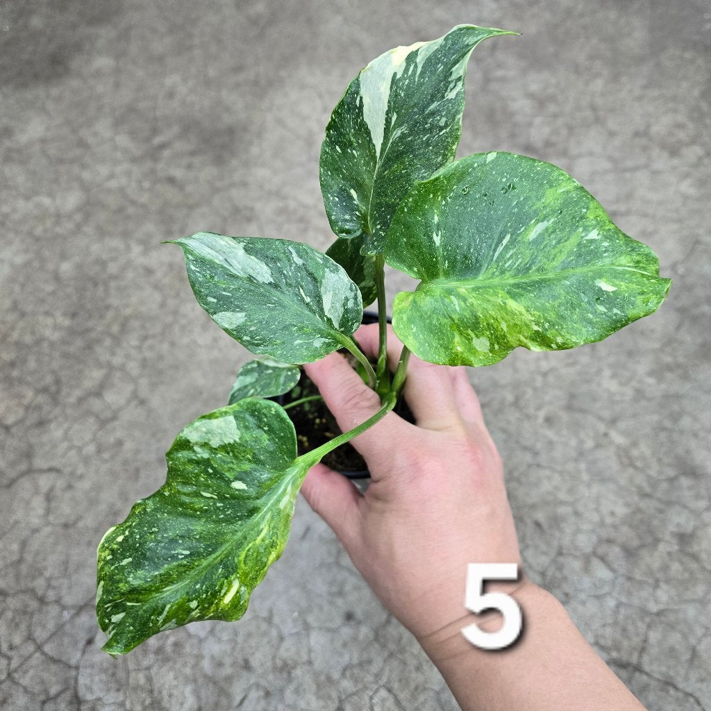 Monstera 'Thai Constellatio' Miracle Tricolor - 4" TC (HV)