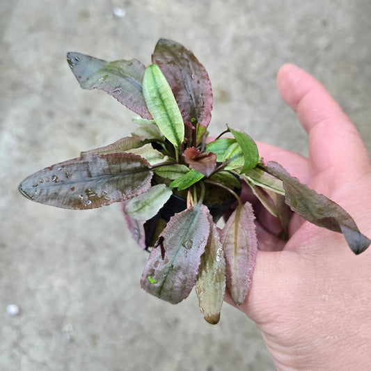 Cryptocoryne flamingo - 2"