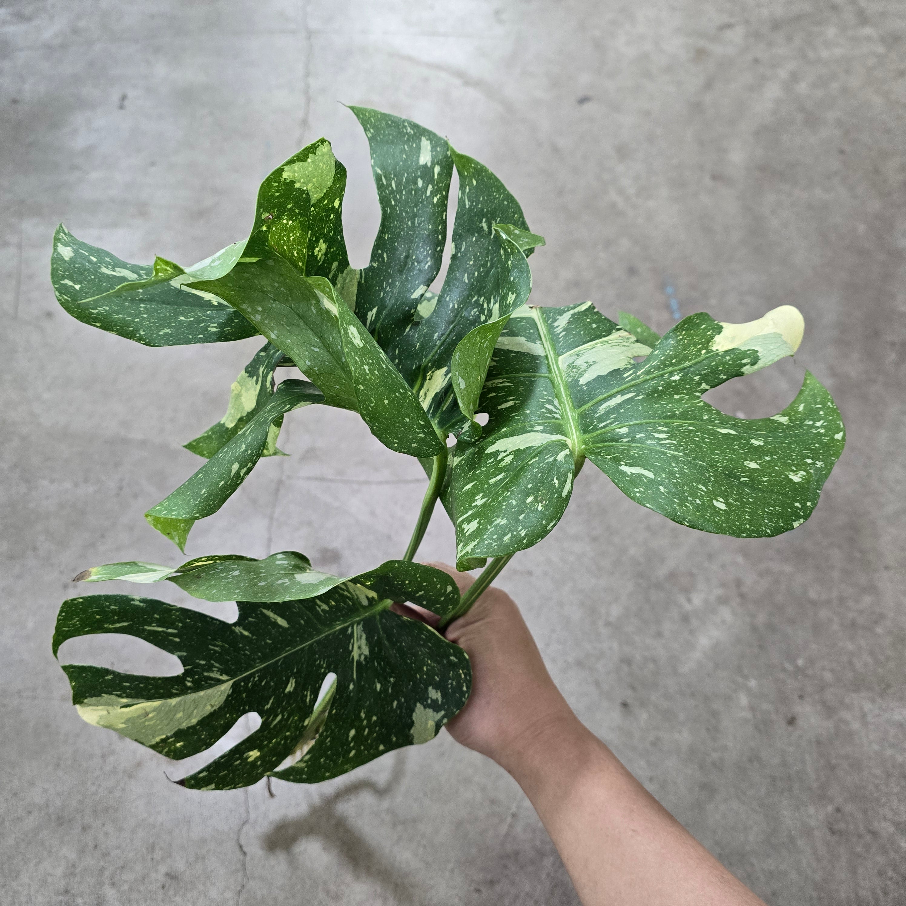 Monstera 'Thai Constellation' - Cutting