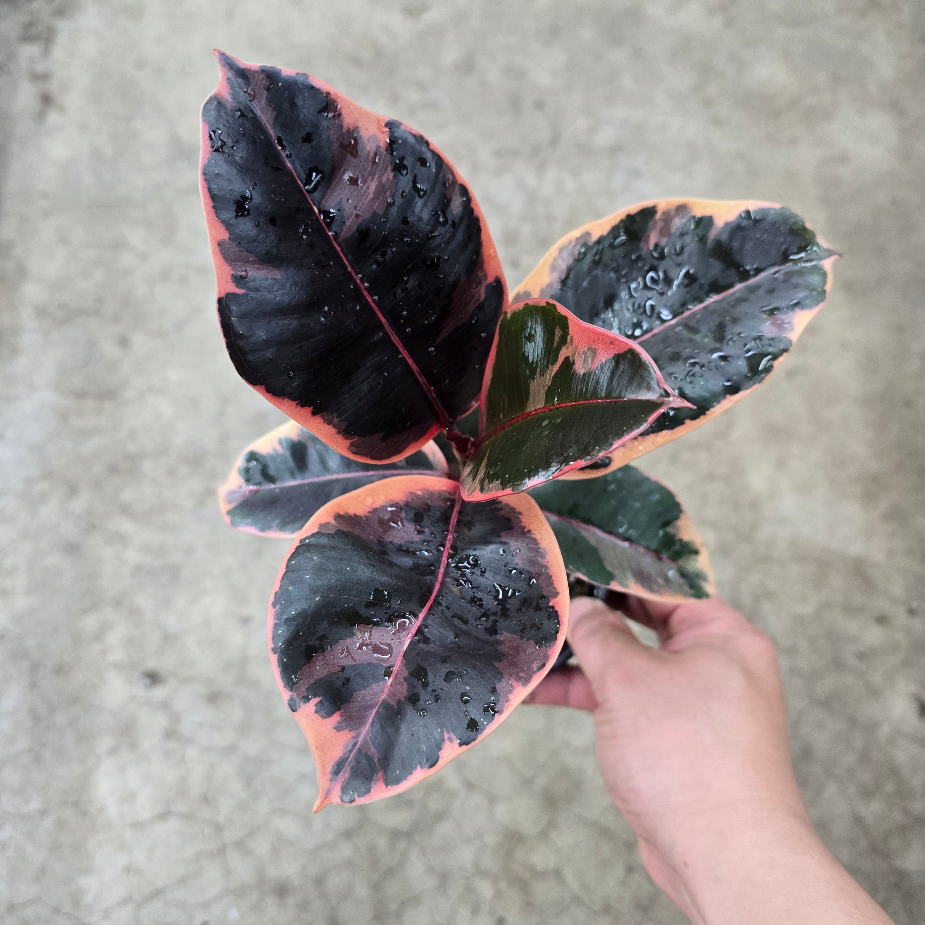 Ficus decora 'Ruby' - 4